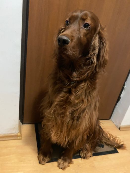 Pet sitter/cazare caini/cazare pisici