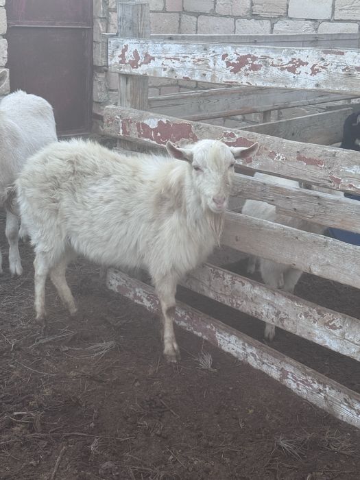 Занен тұқымды 2 жасар теке сатылады