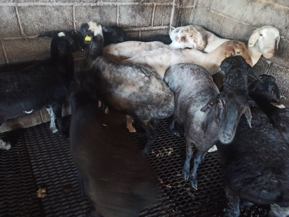 Продаются бараны жирные