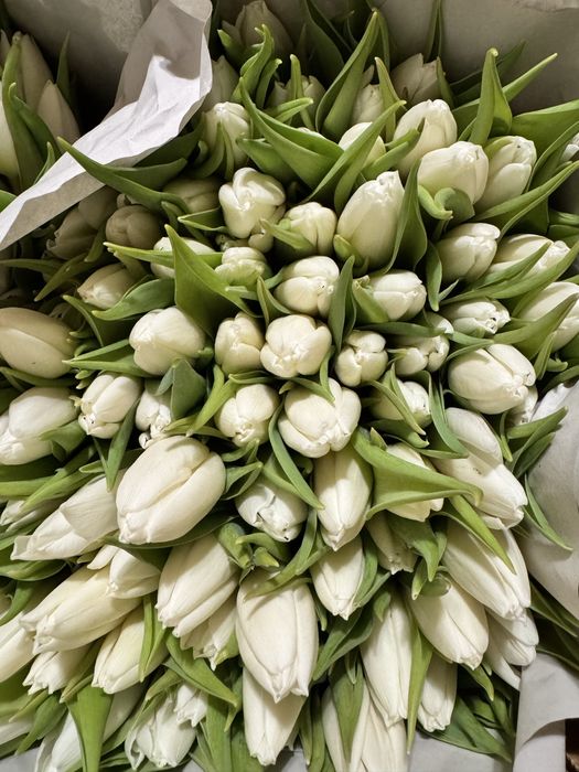 Тюльпаны Голландия