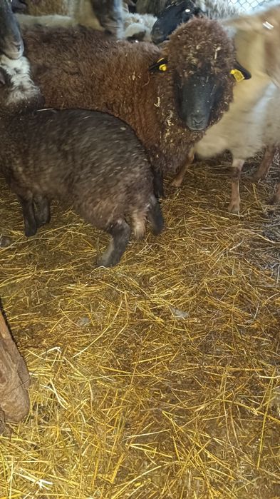 Oaie tânără (gestantă)