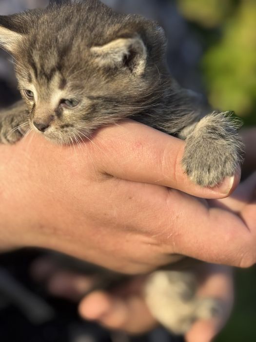 Котята Аксу бесплано