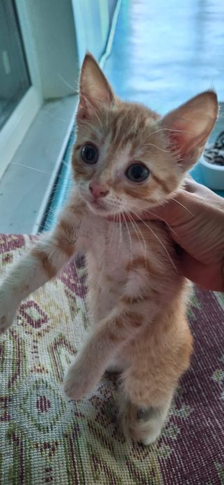 Котенок Котик в добрые руки