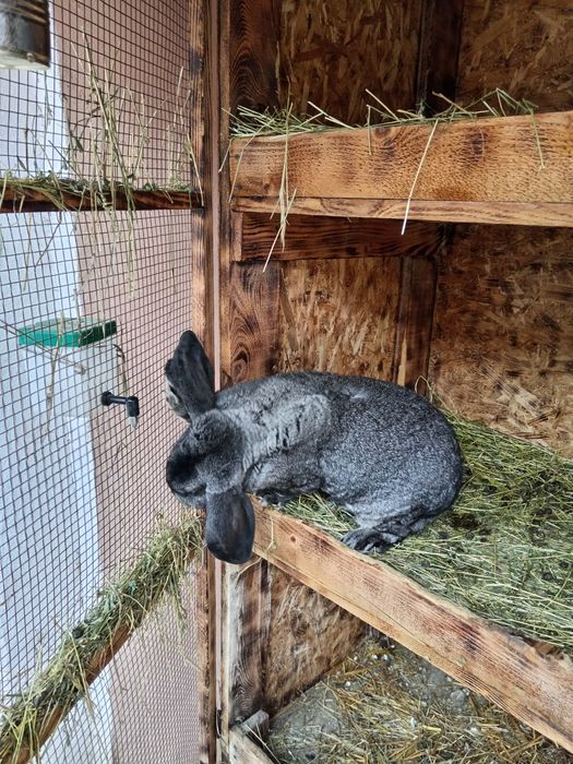 Iepuri berbec german