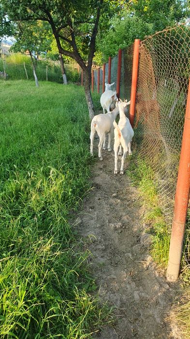 Iedute Saanen  doua bucăți