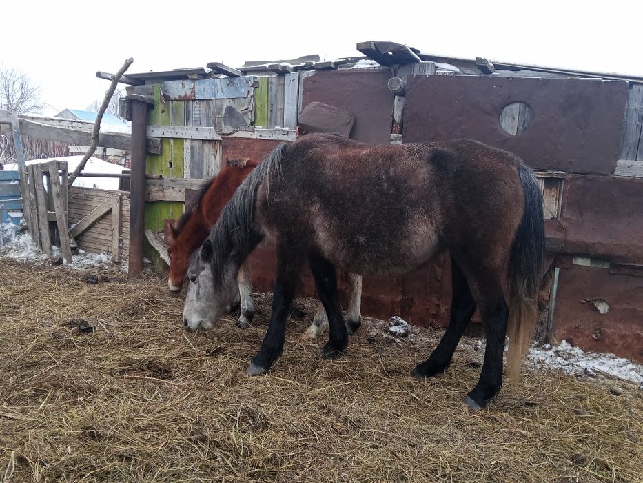 Продается кабыла