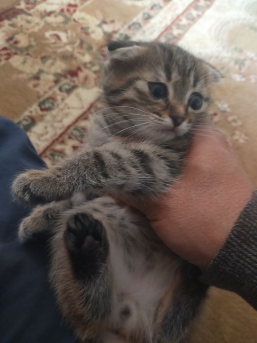 Шотландский мальчик продаю