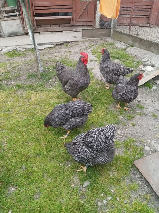 Vand oua pentru incubat de la gaini de rasa , playmouth rok barat.Bune ouatoare, rezistente la boli