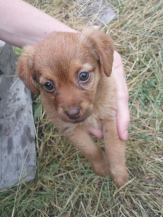 Милые щенки  ищут хозяина