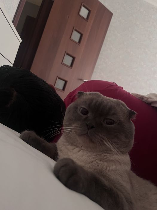 Кот ищет кошку для вязки