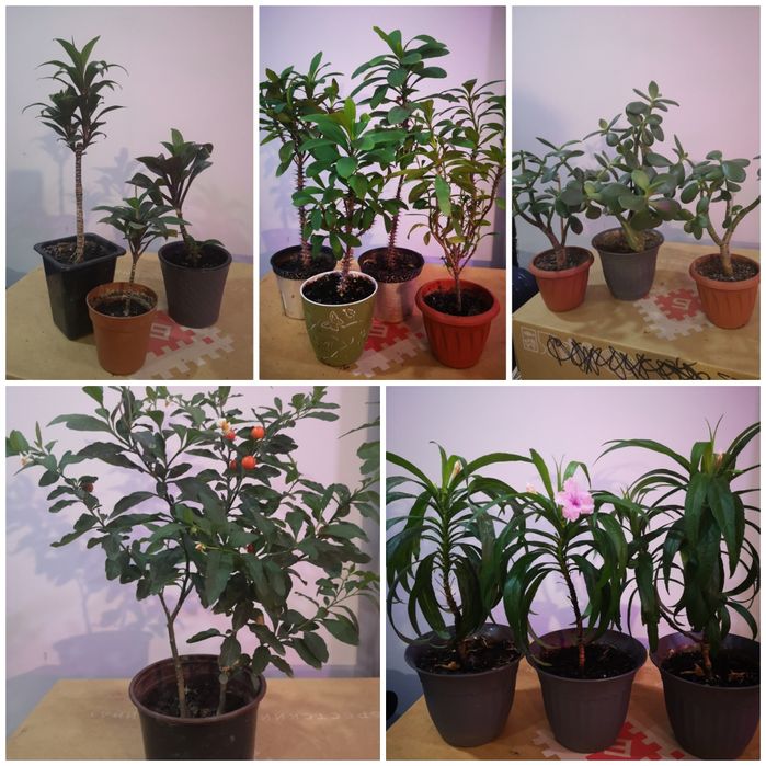 Комнатные растения