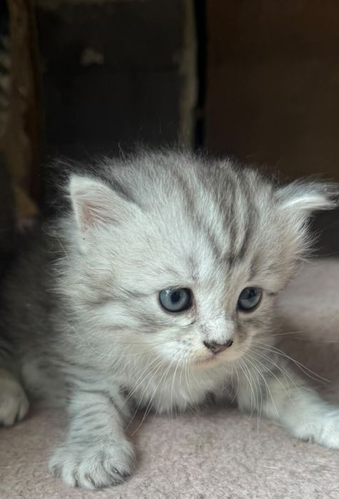 Котята ищут хозяина.