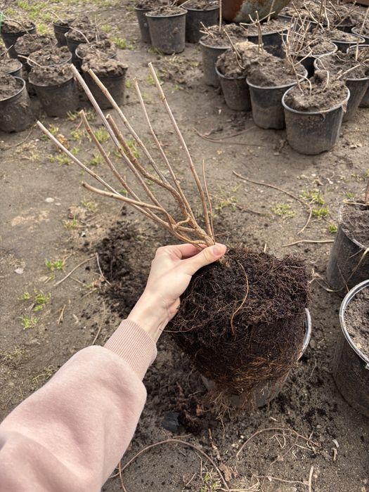 Гортензия Метельчатая, 3-х годовалые саженцы