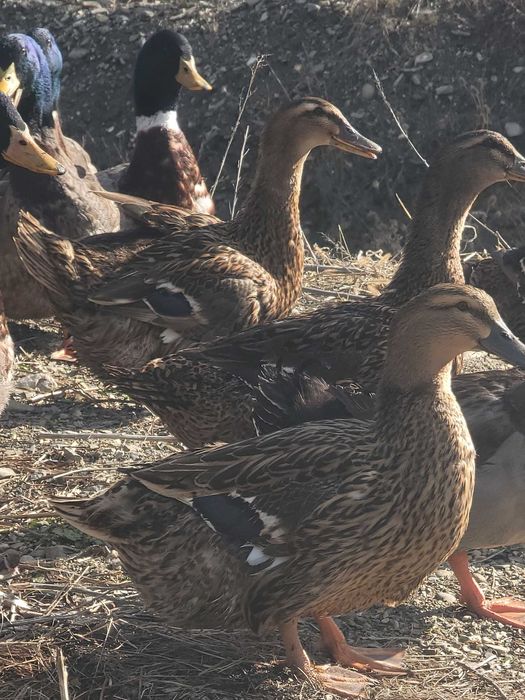 Ouă de rață Rouen pentru incubat sau boboci de rata din aceeași rasa