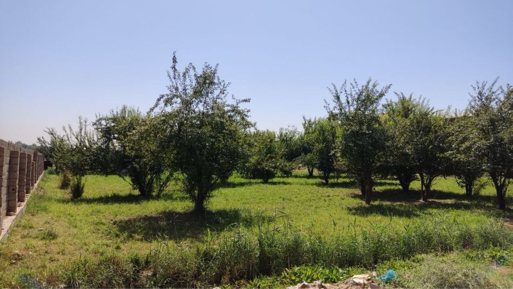 Nazarbek tekstil savhoz suv bo’yida toza havo yer sotiladi