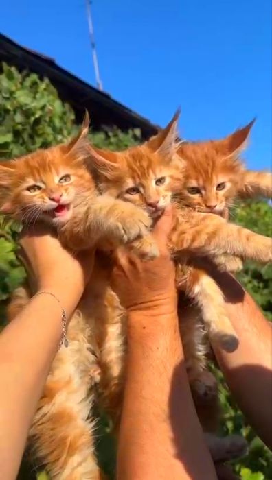 Котята Мейн Куны
