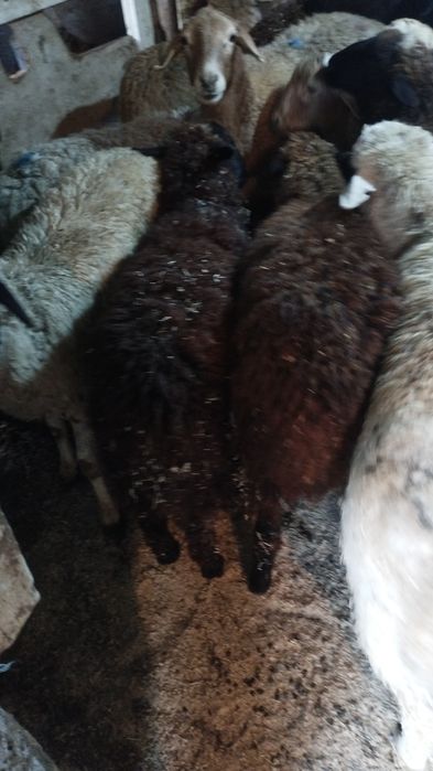 Бараны барашки токтушки