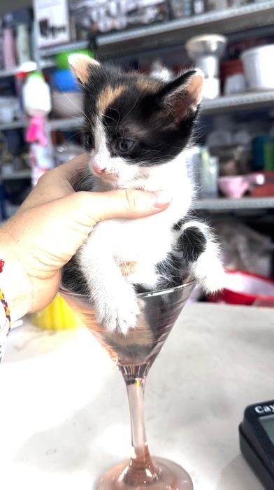 Котята  в добрые руки