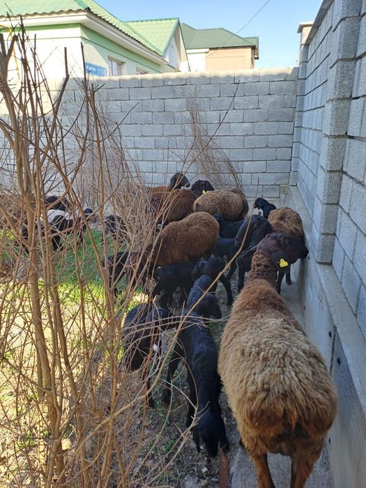 Қозылы қойлар сатылады