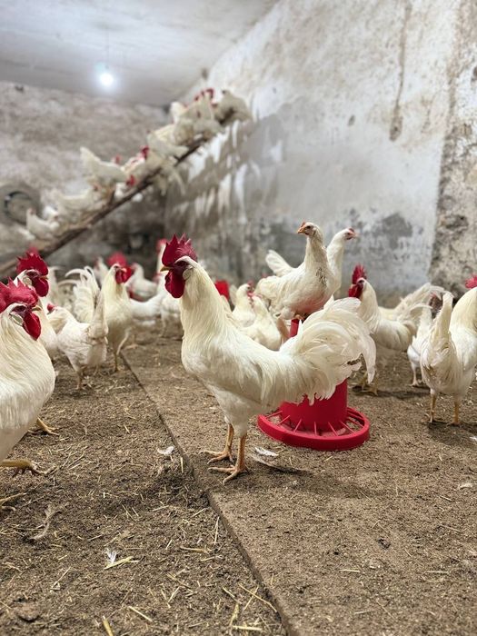 Легорун бели стандарт зотли товух тухумлари хамда жужасига закас олами