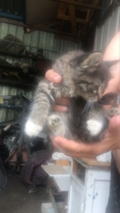 Отдам котенка в добрые руки