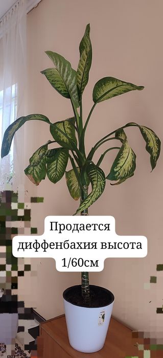 Срочно продаётся комнатная растения