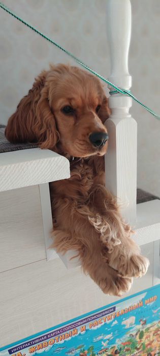 Английский кокер спаниель