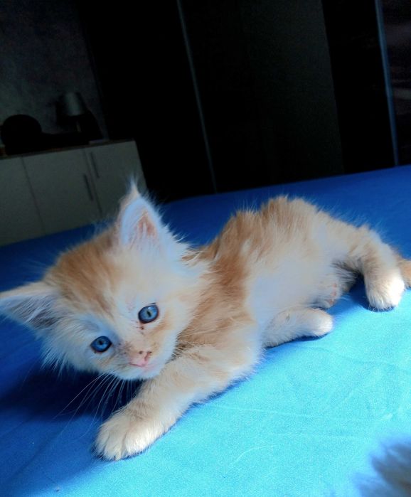 Vand baietel Maine coon