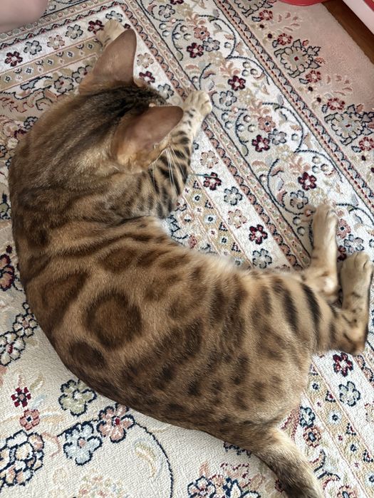 Продам бенгальского кота