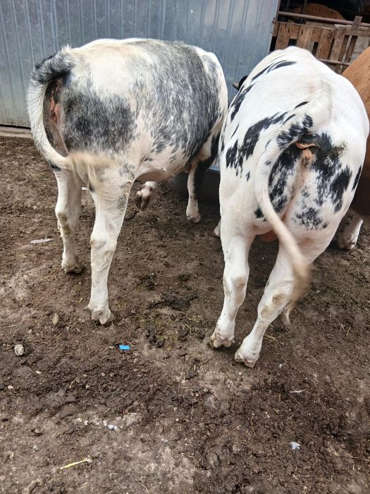 Vând viței Belga