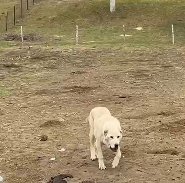 Vând oi de rasă și de calitate