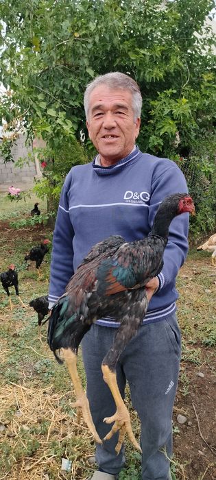Продаются бойцовые жужики