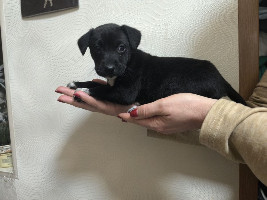 Няшки-неволяшки в хорошие руки