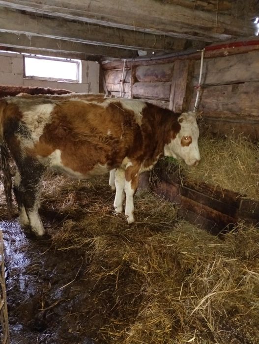 Vind vaca de 9 Ani și juninca