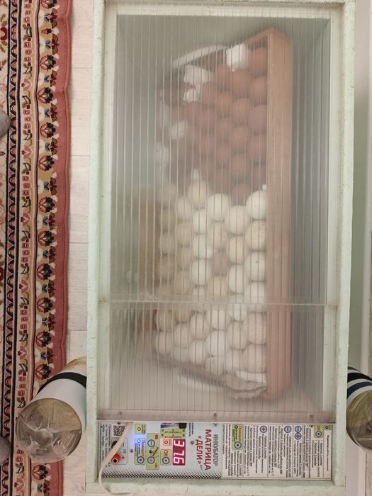 Инкубатор Матрица Дели