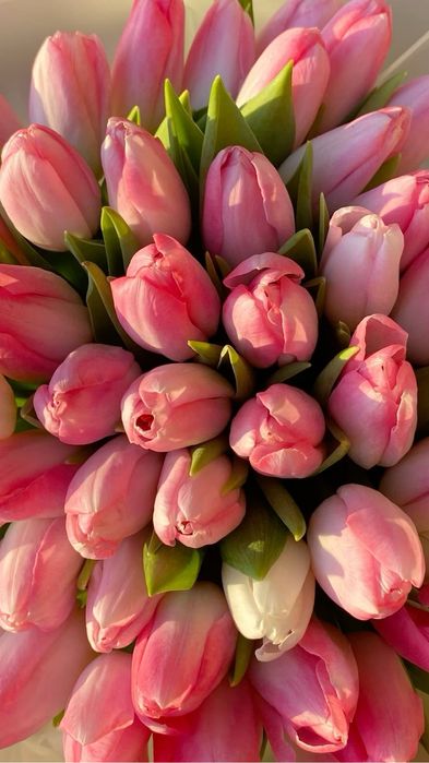 Тюльпаны предзаказ на 7-8