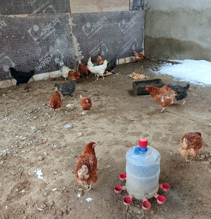 Продам курей и один петух.