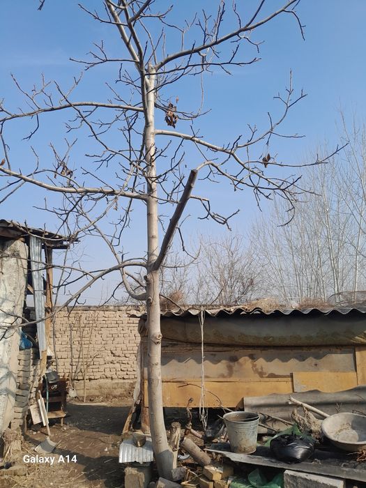 Yogoq daraxti sotladi