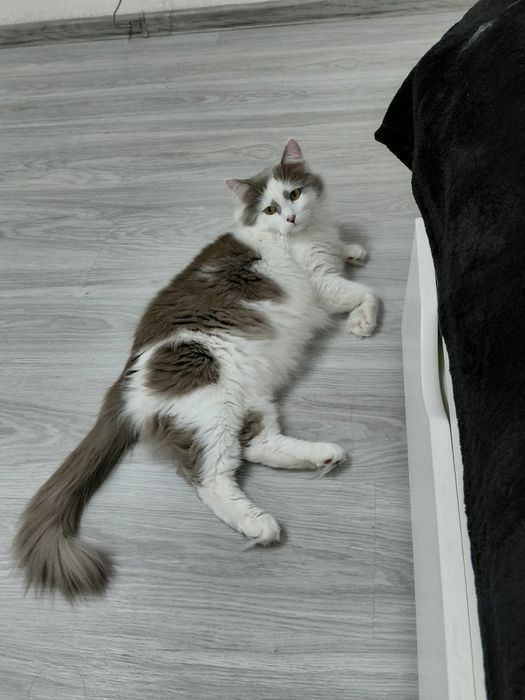 Отдам котика в добрые руки