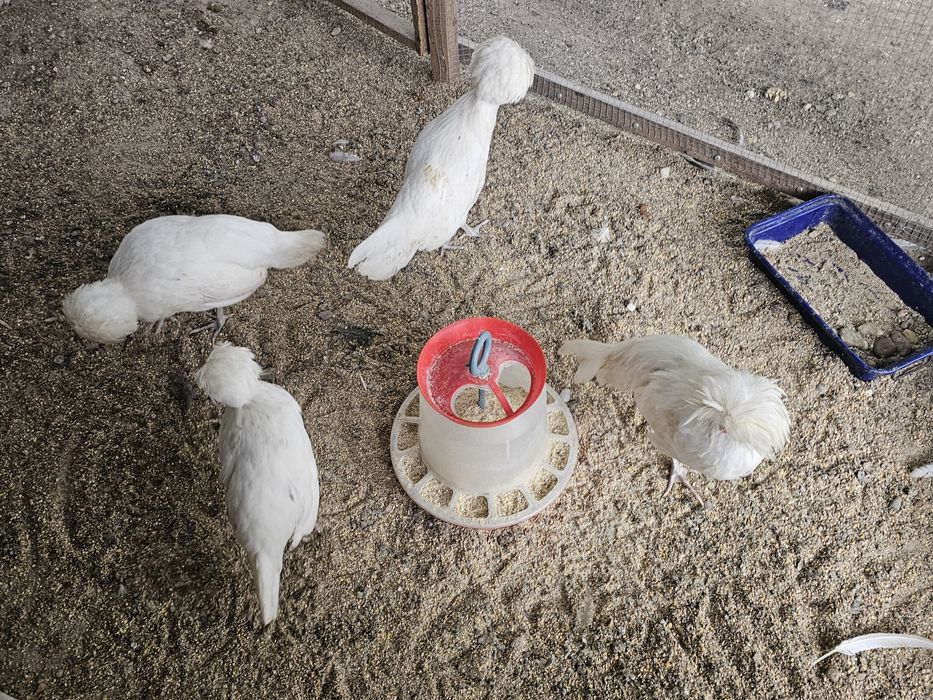 Familie Moțate Olandeze  Albe