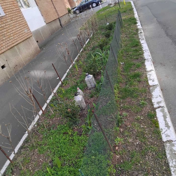 Flori,diverse ,lalele ,narcise ,gardulet .100 ron tot