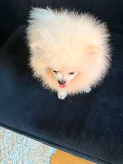 Pomeranian, mascul cu pedigree, rasa pura