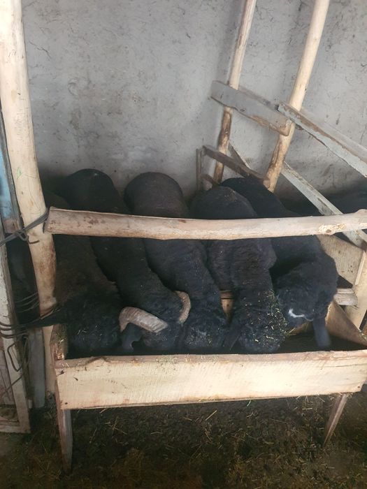 Boquvdagi qo'chqorlar sotiladi dehqonchilik