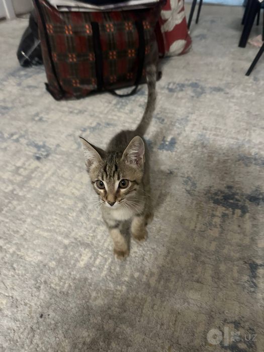 Отдам котенка в добрые руки