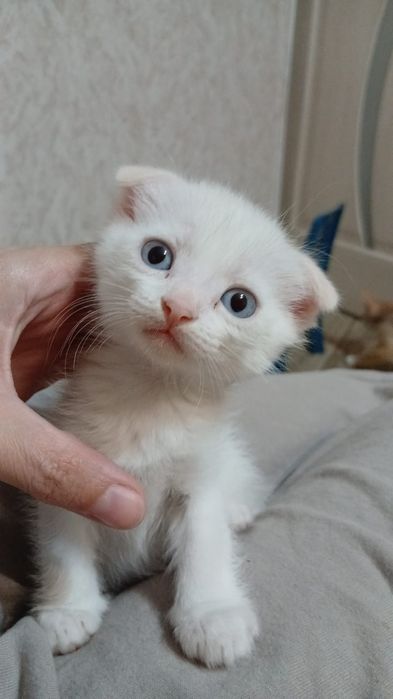 Продам белого вислоухого мальчика