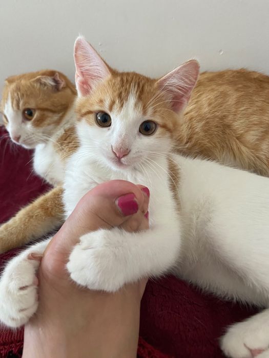 Котик отдам даром
