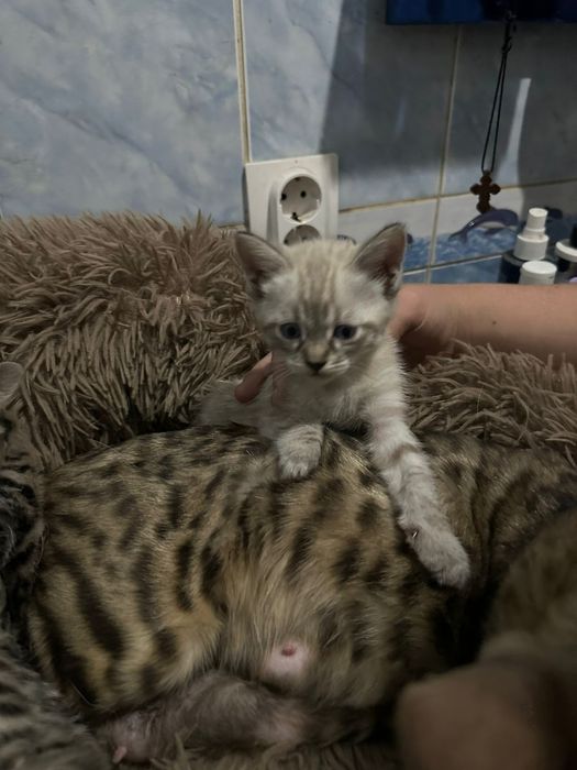 Продам бенгальских котят