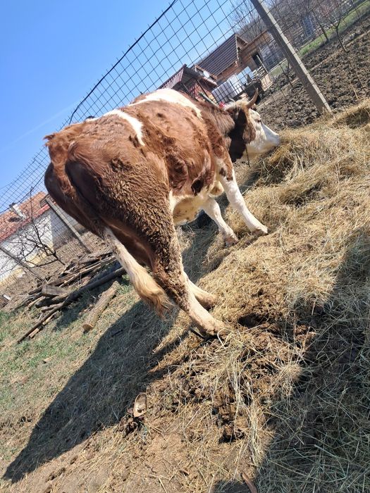 Vând juninca Baltata gestanta an 5 lunii și foarte frumoasa