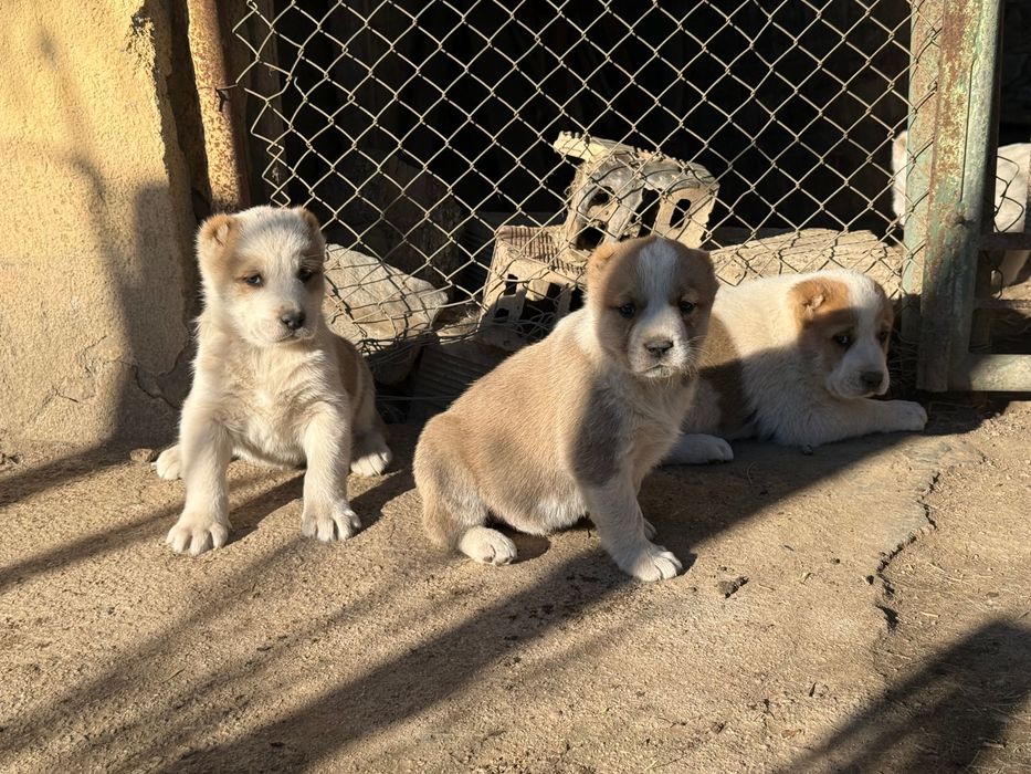 Алабай (Средно Азиатска овчарка)