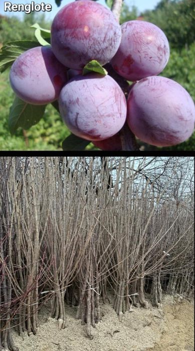 Pruni-pomi fructiferi